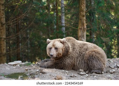 Beige bear in forest, space for text. Wild animal