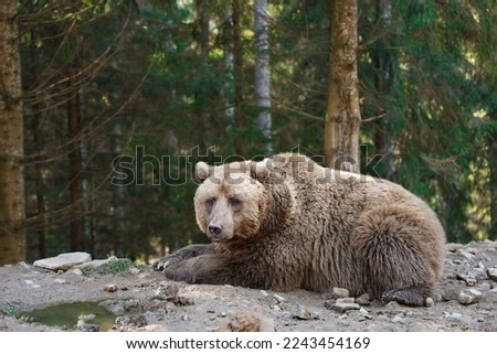 Beige bear in forest, space for text. Wild animal