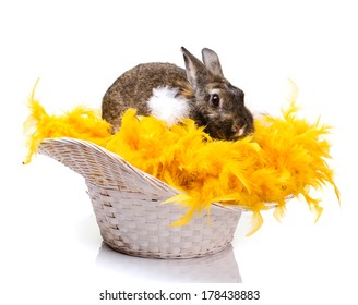 Beige Bunny On Yellow Fur Boa And Feather Of Birds In Straw Basket Isolated On White