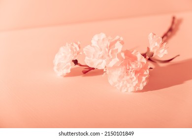 2,073 Beige carnation Images, Stock Photos & Vectors | Shutterstock