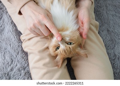 Beige Cat In The Arms Of A Caucasian Woman Sitting On The Bed Close-up. View From Above.