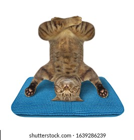 The beige cat athlete is doing yoga headstand exercise on a blue fitness mat. White background. Isolated.