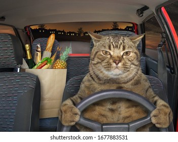 2,949 Cat Driving Car Images, Stock Photos & Vectors 