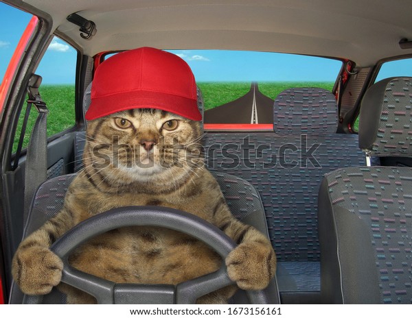The beige cat in a cap is driving a red car on\
the highway.