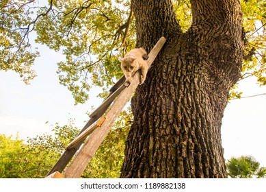 Beige Cat Descending The Stairs From Big Oak Tree. Pet Rescue Operation