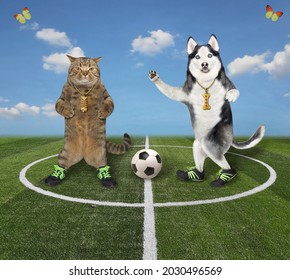 A Beige Cat With A Dog Husky Play Soccer In The Stadium.