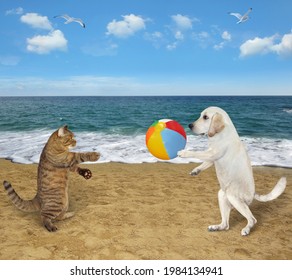 A beige cat and a dog labrador play with a ball on a beach of the sea together. - Powered by Shutterstock