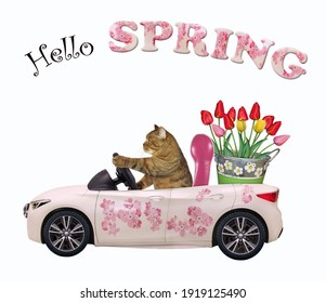 A Beige Cat Drives A Car Painted With Pink Flowers With A Pail Of Tulips. Hello Spring. White Background. Isolated.