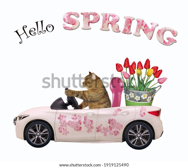 A beige\
cat drives a car painted with pink flowers with a pail of tulips.\
Hello spring. White background.\
Isolated.