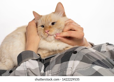 Beige Cat Eats Medicine Pills And Vitamins From Hands.