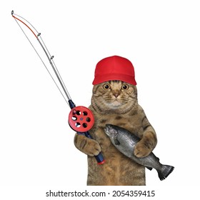 A beige cat fisher in a red cap with a fishing rod caught a trout. White background. Isolated.