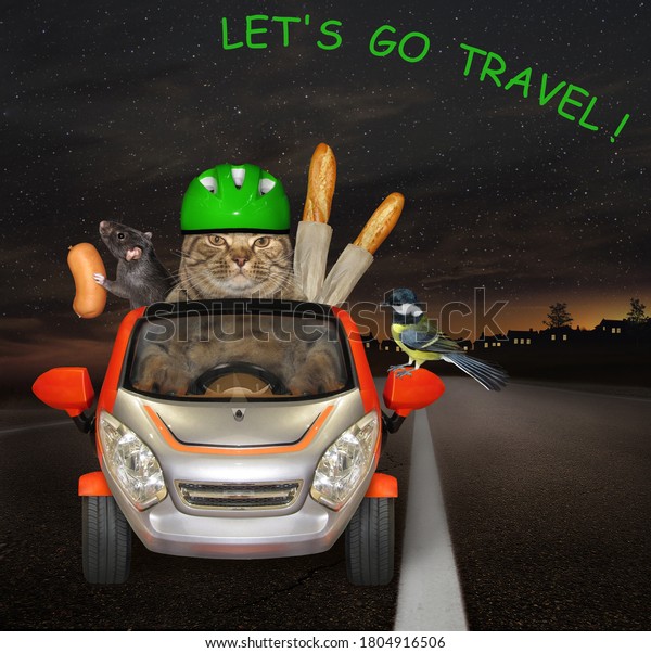 A beige\
cat in a green helmet with a black rat and a bird is driving a car\
on the highway at night. Let\'s go\
travel.