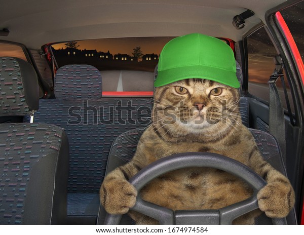 The beige cat in a hat is driving a red car on the\
highway at night.