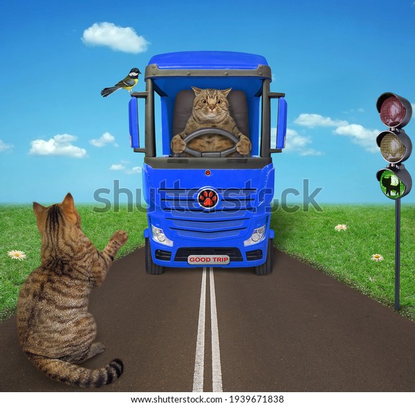A\
beige cat hitchhiker stands on the side of a road and votes to\
someone to pick him up. A blue truck drives up to\
him.