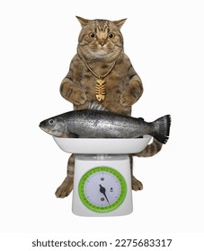 A beige cat measures a weight of a fish on a kitchen scale. White background. Isolated. - Shutterstock ID 2275683317