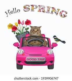 A Beige Cat With A Pail Of Flowers Is Driving A Pink Car. Hello Spring. White Background. Isolated.