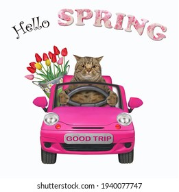 A Beige Cat With A Pail Of Flowers Is Driving A Pink Car. Hello Spring. White Background. Isolated.