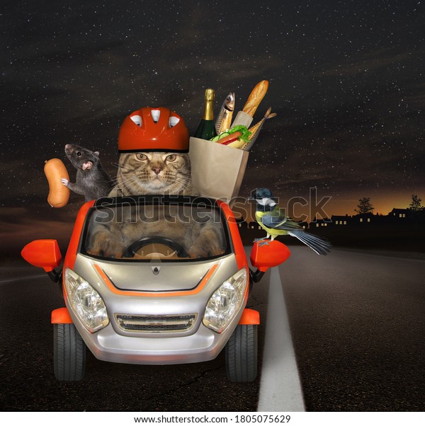A beige cat in a red helmet\
with a black rat and a bird is driving a car on the highway at\
night. 
