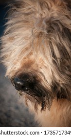 Beige Catalan Sheepdog Close Up