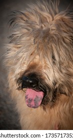 Beige Catalan Sheepdog Close Up