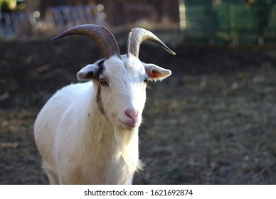 321 Goat ear tag Images, Stock Photos & Vectors | Shutterstock