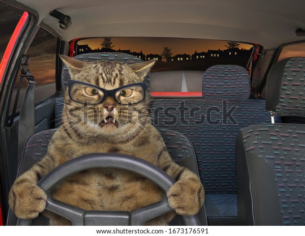 The beige cross-eyed cat in glasses is driving\
a red car on the highway at\
night.
