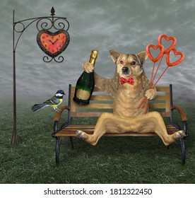 A beige dog with a bouquet of heart shaped sausage and a bottle of wine sits on a bench near a street clock in the park.