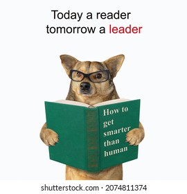 A beige dog in eyeglasses reads a green book called How to get smarter than human. White background. Isolated.