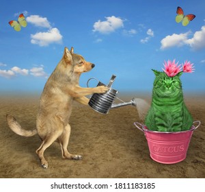 A Beige Dog Gardener Is Watering A Flowering Cat Cactus In A Pink Metal Flower Pot In The Desert.