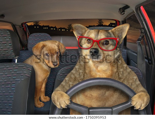 The beige dog in glasses is\
driving a red car on the highway at night. His puppy is next to\
him.