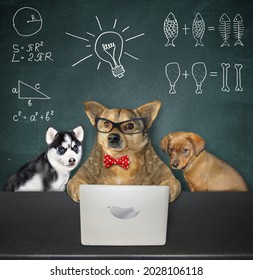 A Beige Dog In Glasses With Its Puppies Are Sitting Near A Laptop In The Classroom.