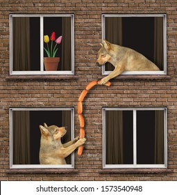 The Beige Dog Is Leaning Out Of The Window And Giving Some Sausages To Another Dog That Is Its Neighbor Of The Their House.