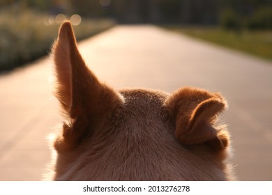 Beige Dog Looking Forward, Listening With One Ear Up And One Ear Down, A Cloe-up View From Behind, Blurred Background.