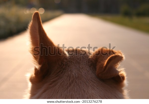Beige dog\
looking forward, listening with one ear up and one ear down, a\
cloe-up view from behind, blurred\
background.