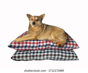 The beige dog is lying on a stack of pillows. White background. Isolated.