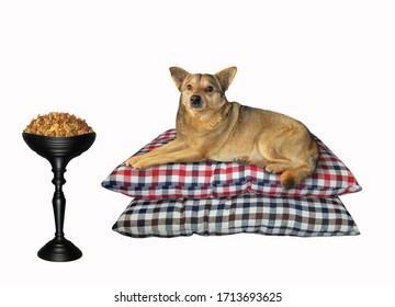 The beige dog is lying on a stack of pillows. A black bowl with dry food is next to him. White background. Isolated.