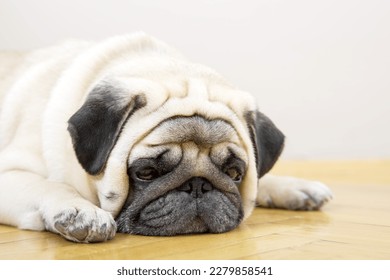 Beige dog pug sadly lies on a wooden floor. Concept of depression and mental health problems. - Powered by Shutterstock