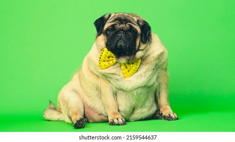 Beige fat pug with yellow bow tie on green background. Cute dog with obese posing in studio - Shutterstock ID 2159544637
