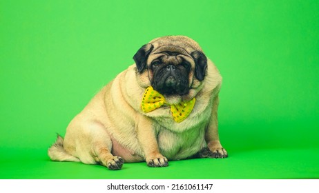 Beige Fat Pug With Yellow Bow Tie On Green Background. Cute Dog With Obese Posing In Studio