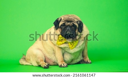 Beige fat pug with yellow bow tie on green background. Cute dog with obese posing in studio