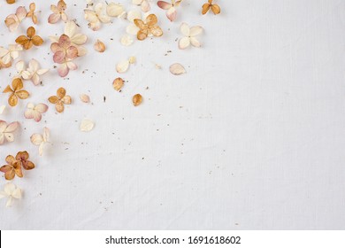 Beige Floral Flatlay On White Background. Hydrangea, Hortesia Dried Flowers Top View. Pastel, Natural Colors. Vintage Style.