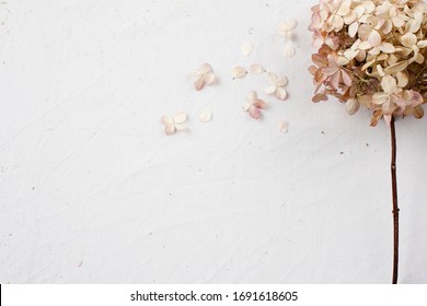 Beige Floral Flatlay On White Background. Hydrangea, Hortesia Dried Flowers Top View. Pastel, Natural Colors. Vintage Style.