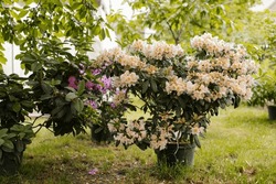 Beige Flowers Of Rhododendron In The Garden. Rhododendron Yakushimanum In The Pot. 