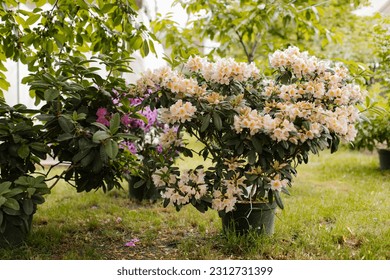 Beige flowers of rhododendron in the garden. Rhododendron yakushimanum in the pot. 