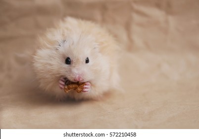 Beige fluffy hamster eating a nut.