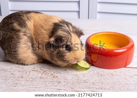 A beige guinea pig of the American breed eats a piece of cucumber near an orange bowl