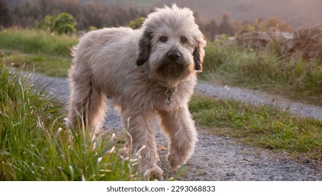 Beige hairy dog chewing in a rural road at sunset