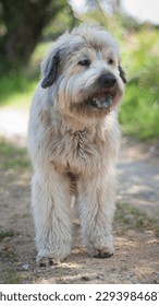 Beige hairy dog standing in rural path