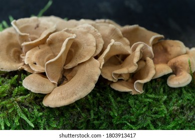 Beige Heterotroph Fungi On Tree Stump Macro Selective Focus