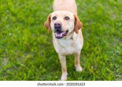 Beige labrador looking at the camera on a background of green grass - Shutterstock ID 2020281623